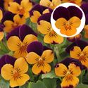 Bild von Viola P9 kleinbloemig Apricot purple wing